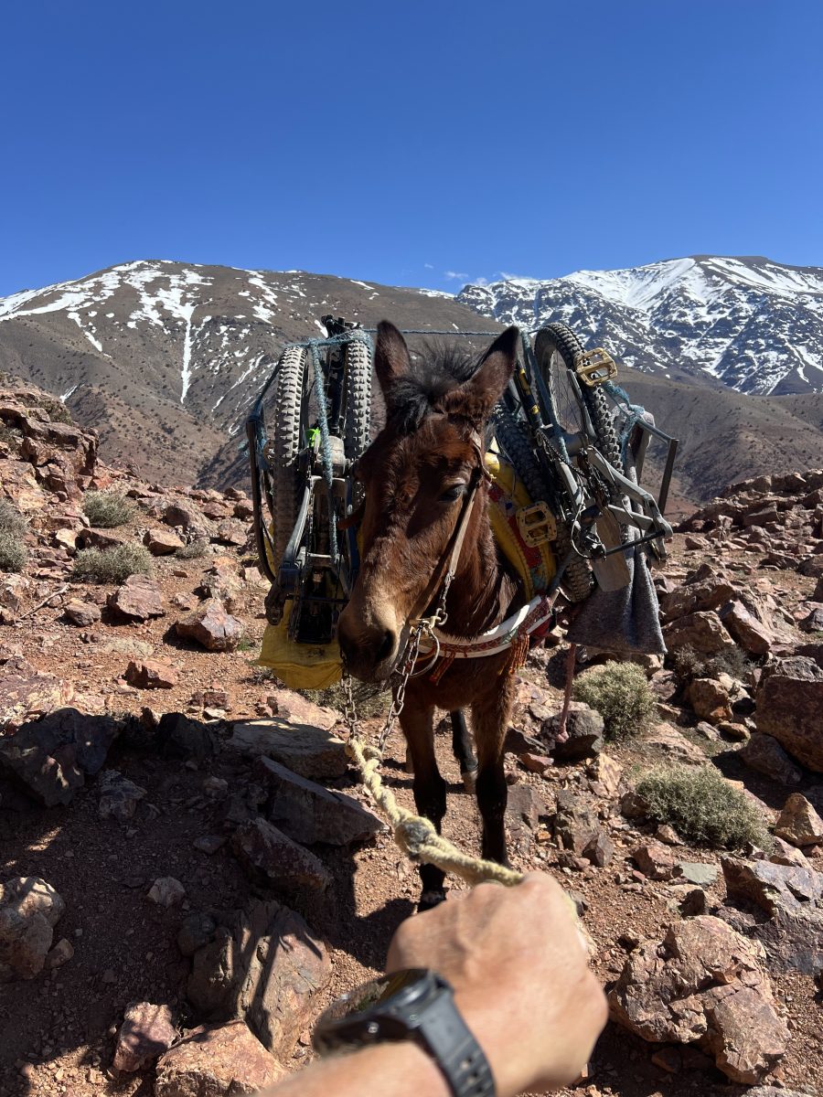 Les mulets portent les vélos, VTT et E-Bike au Maroc, du Haut Atlas au désert