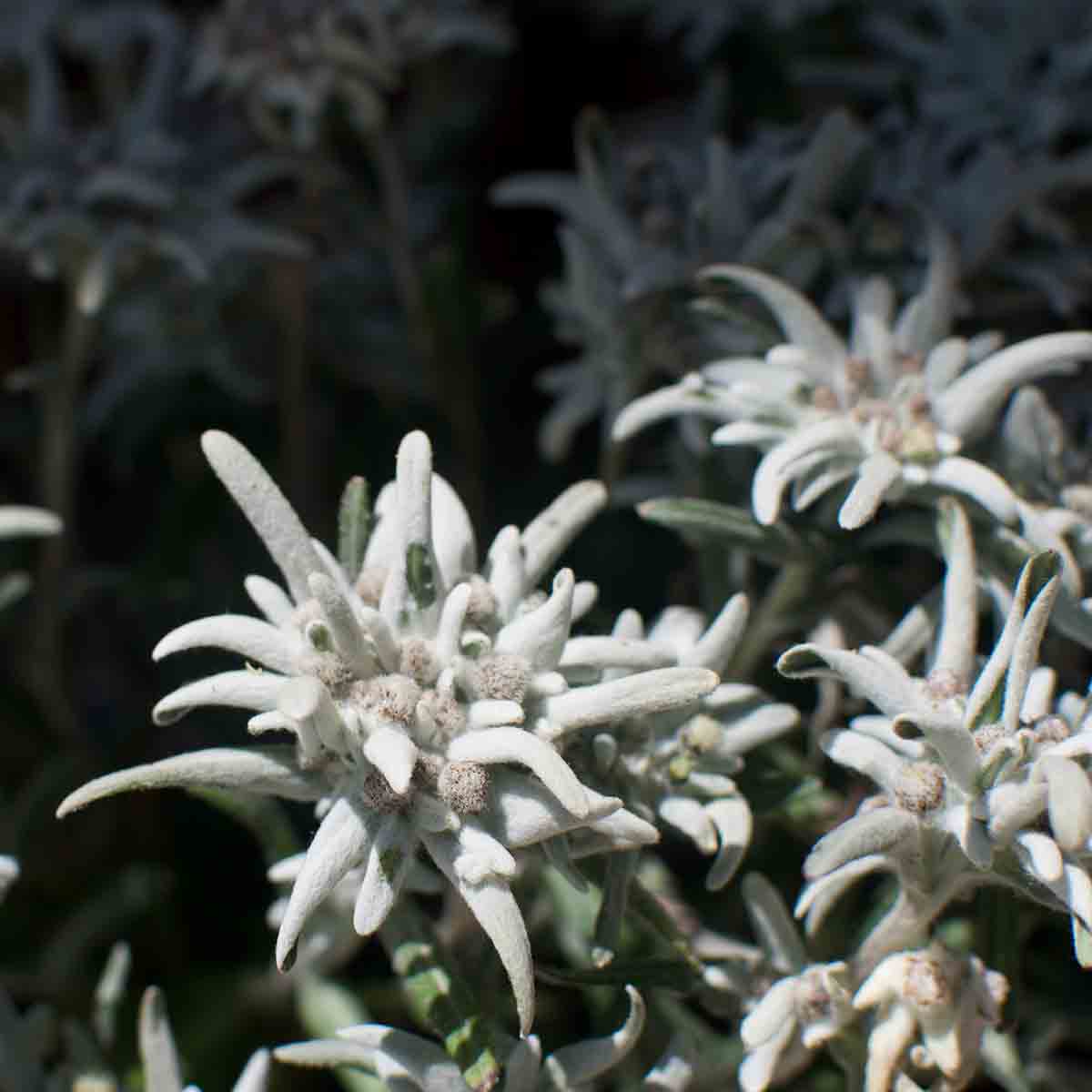 mtb-zermatt-with-a-guide-13